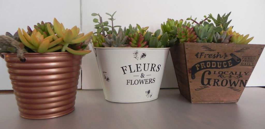 succulent-gift-christmas-presents