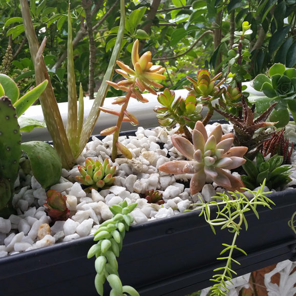 succulent cactus balcony planter sydney