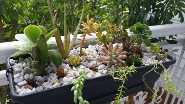 succulent cactus balcony planter sydney