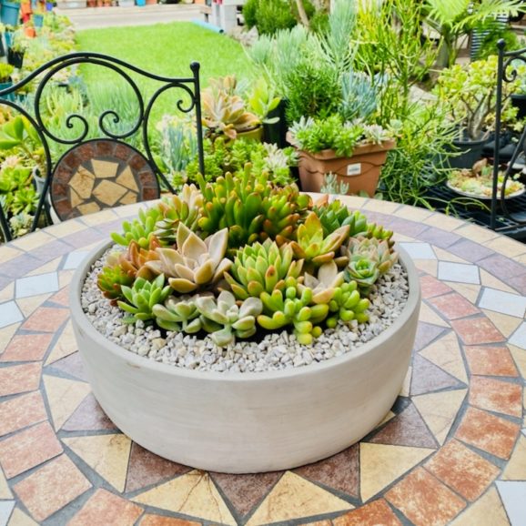 succulent concrete pot