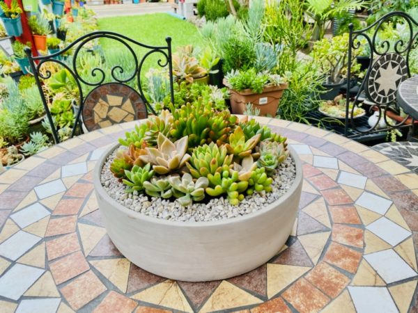 succulent concrete pot